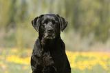 LABRADOR 1003